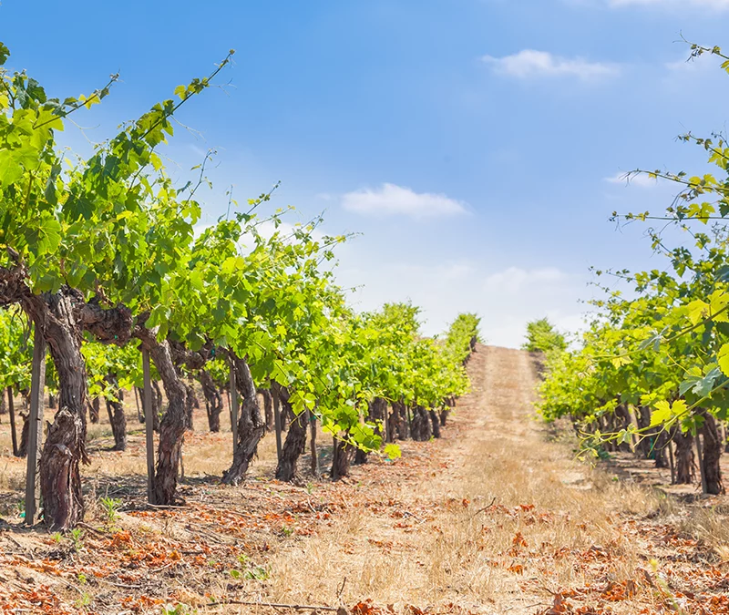 Le Suivi de Vignes et d’Arbres Fruitiers par Drone